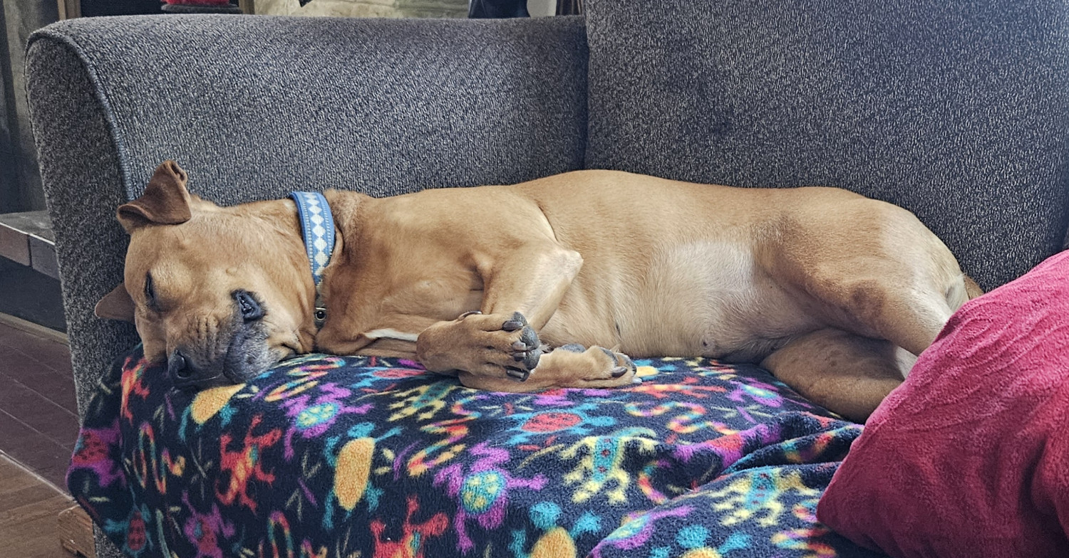 Barley, a dog, sleeps deeply, konked entirely out on a sofa with her head nestled into the angle of the arm rest.