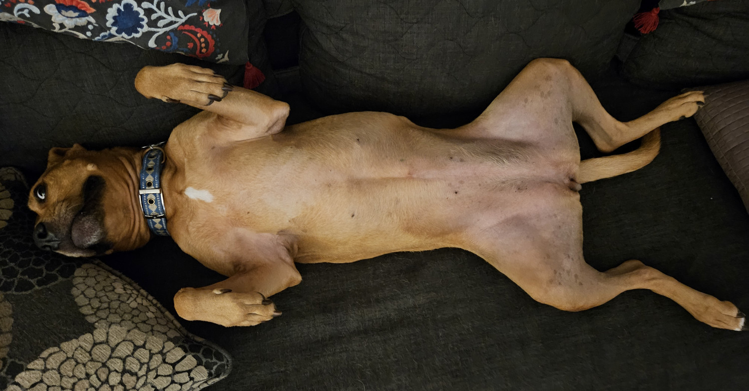 Barley, a dog, pauses an indoor wiggle session in anticipation of possible belly rubs.