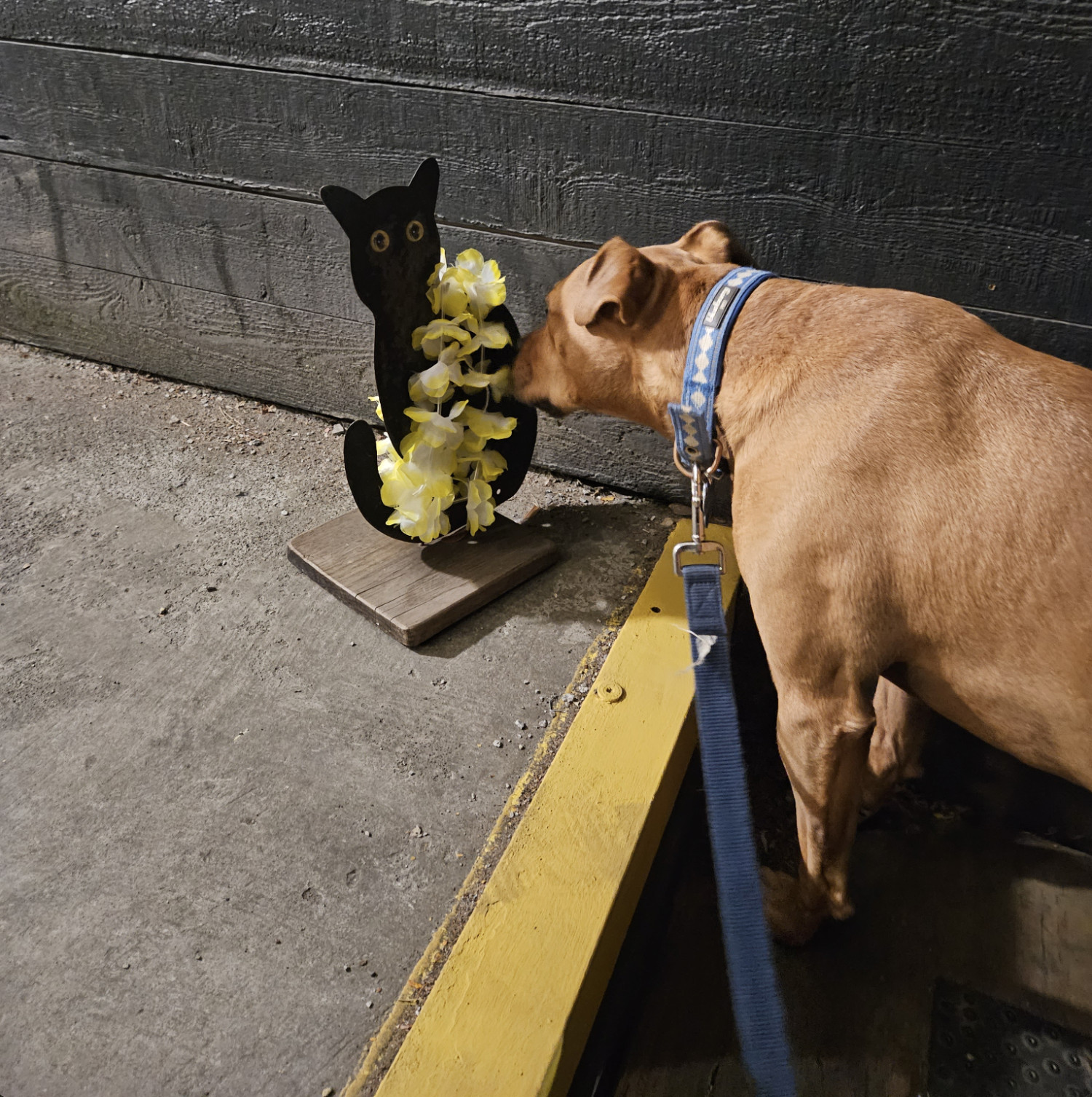 Barley, a dog, sniffs curiously, and possible with disappointment, at a Halloween decoration depicting a 2D silhouette of a black cat wearing some flowers.