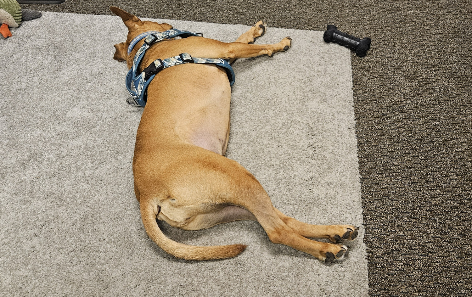 Barley, a dog, sprawls on the floor in an office, waiting for some visitor or meeting to add some zest to the work day.