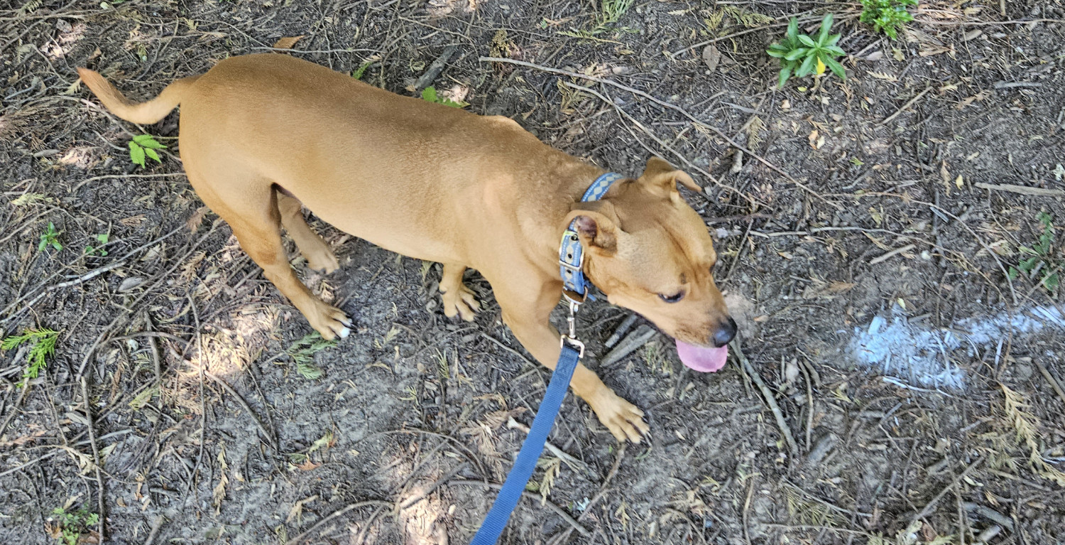 Barley, a dog, visibly pants. A spray-painted arrow on the ground indicates where the pant-zone is located.