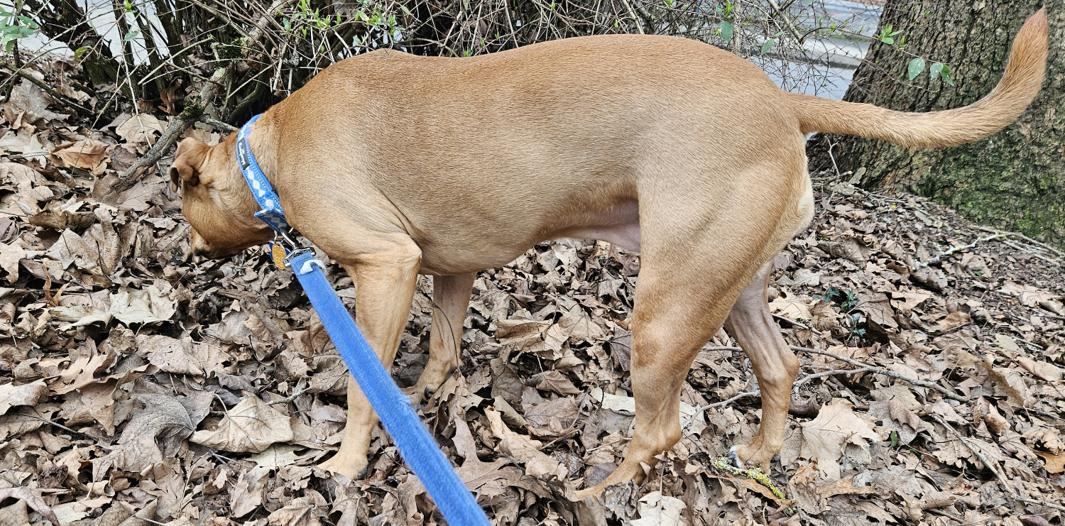 Barley, a dog, snuffles around in accumulated dead leaves.