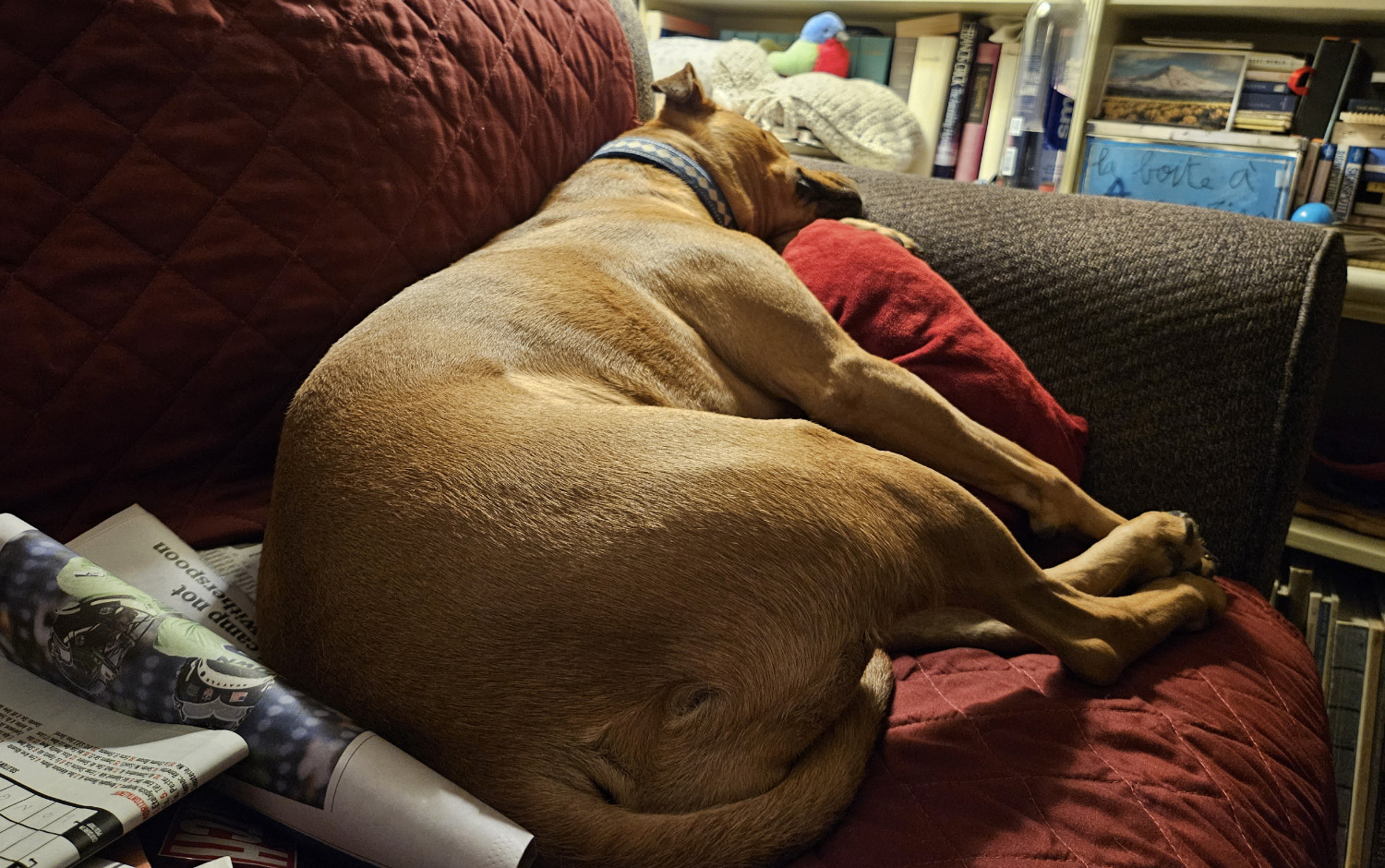 Barley, a dog, snoozes on the couch. The angle of the photograph happens to make her rump appear especially large.