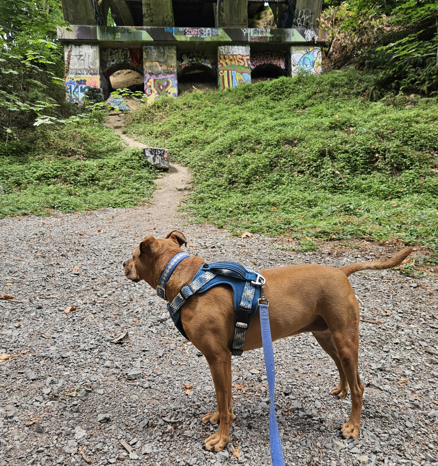 Barley, a dog, stands calmly on a gravel path. behind her, a dirt path winds up an embankment otherwise full of greenery, and in the distance, the pilings of a tall bridge are visible, adorned with layers of colorful street art.