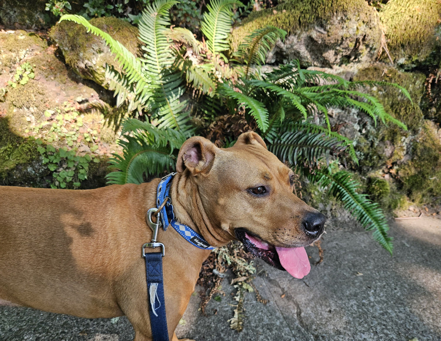 Barley, a dog, stands in front of some mossy rocks that have a prominent outgrowth of ferns.