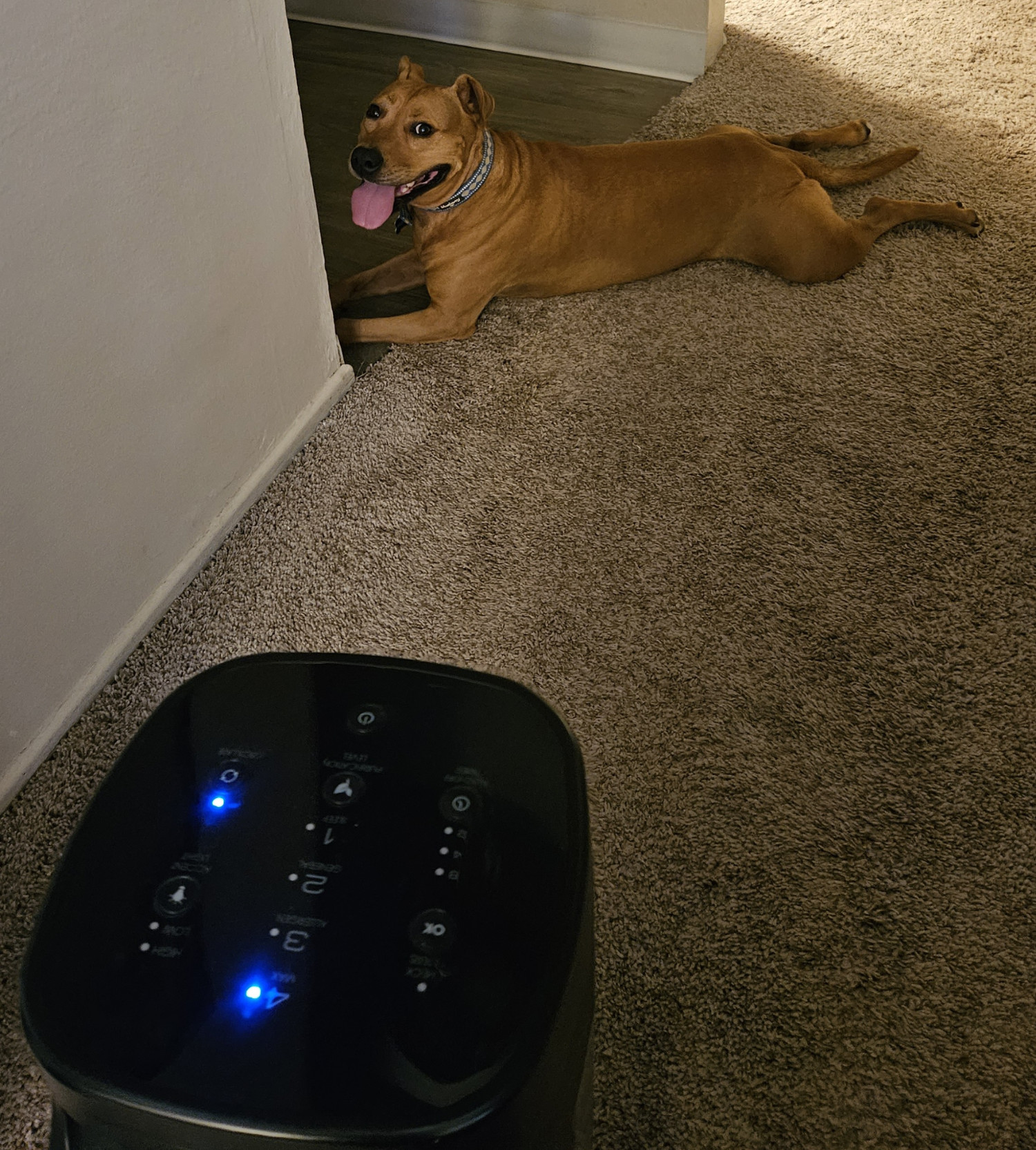 Barley, a dog, lies expectantly near an apartment entryway, fully downstream of a standing fan.