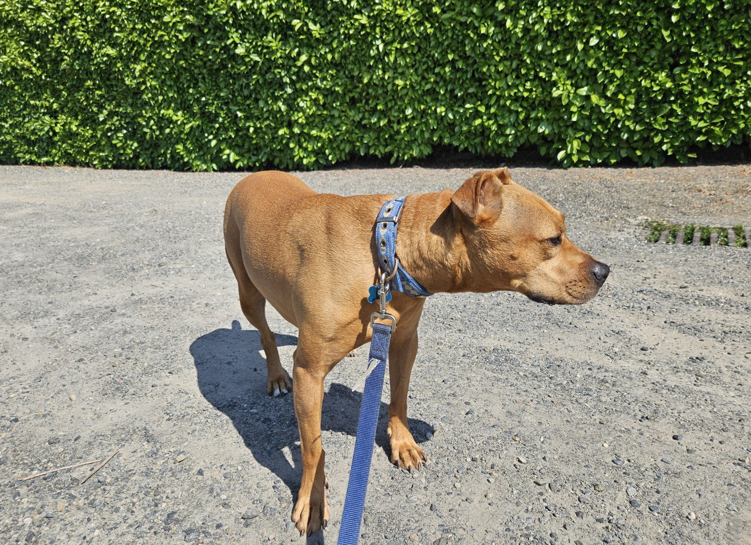 Barley, a dog, stands in an arid patch of rocky dirt. Behind her, a lush hedge springs up, along an unnaturally sharp border.