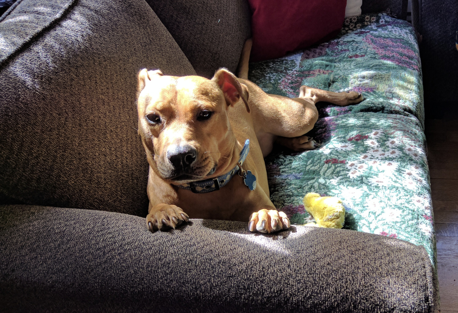 Barley, a dog, lies on a couch in a patch of sunlight, with her paws up on the armrest, as if to show you here nails.