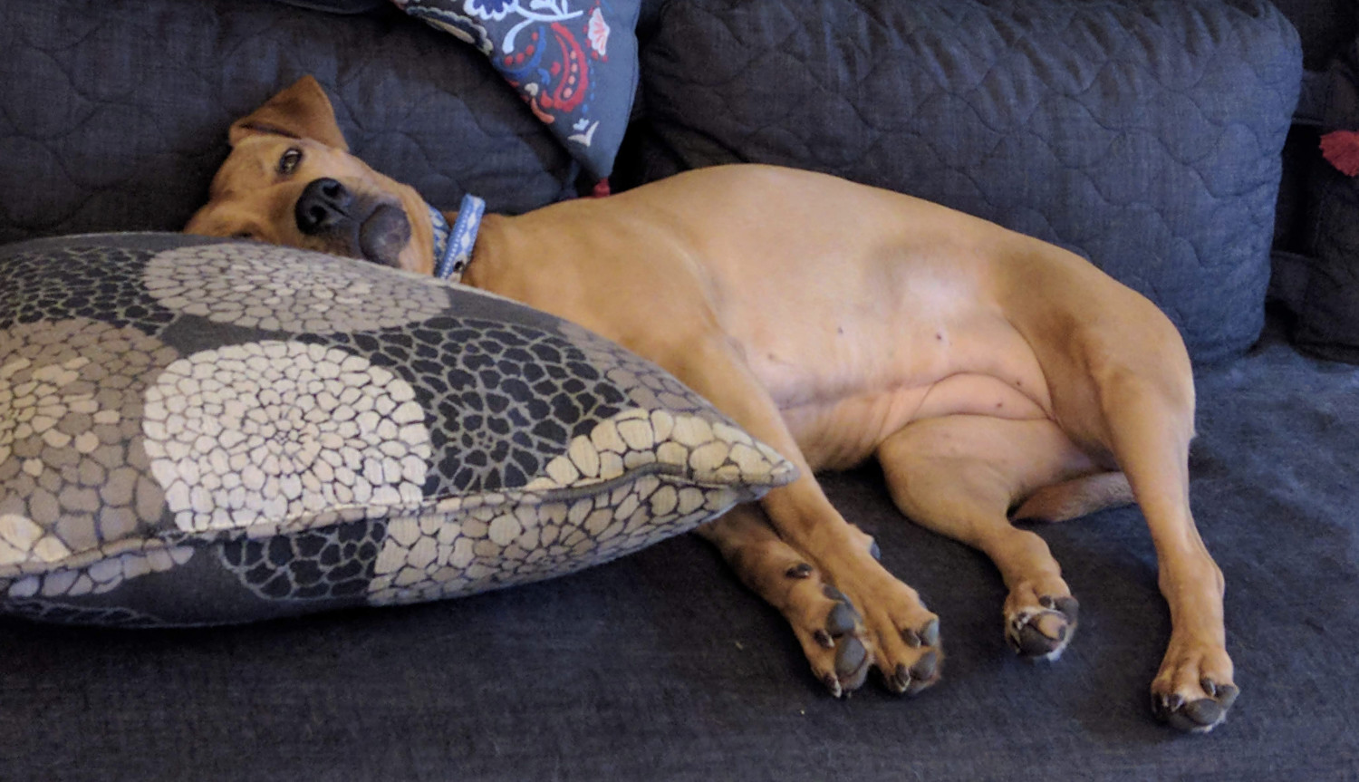 Barley, a dog, lies on her side on a futon, with her head supported by a larger and loftier pillow than is strictly ideal for this position.