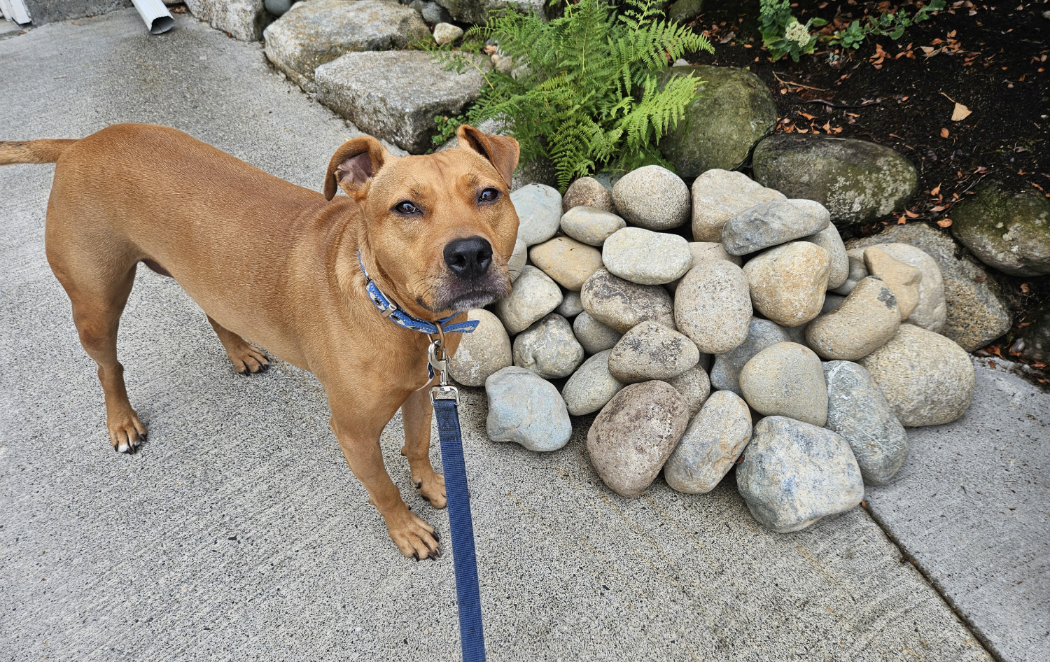 Barley, a dog, stands in front of a suspiciously perfect-looking pile of large stones, heaped neatly in a pile.