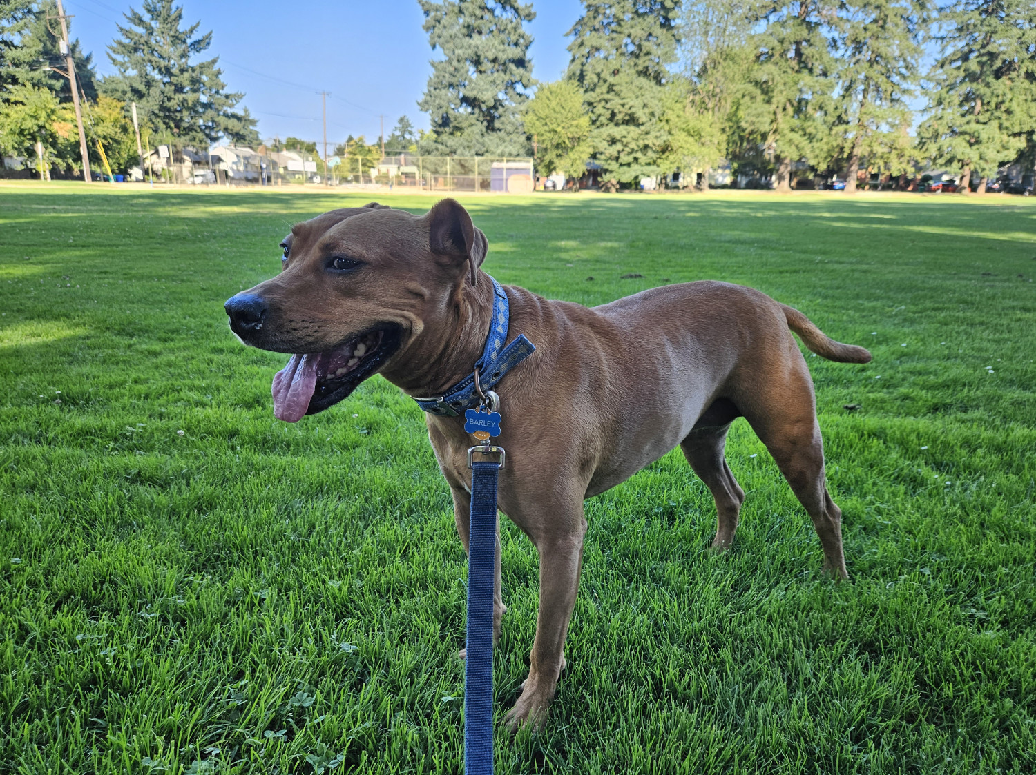 Barley, a dog, stands happily with a large expanse of green grass stretching out behind her.