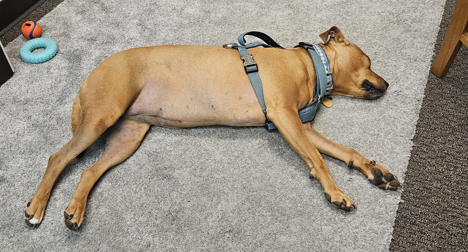 Barley, a dog, sleeps on her side, with legs extended straight out and belly exposed.