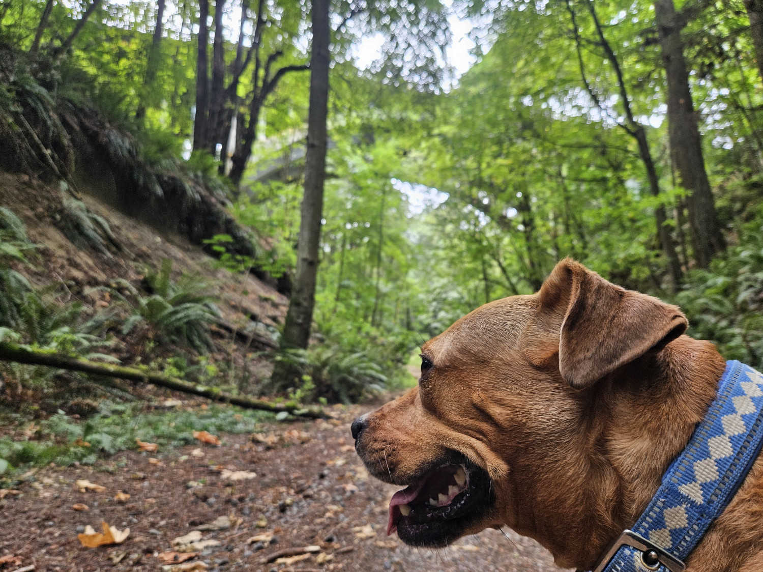 Barley, a dog, enters the frame from below as she pants happily while on a walk. Behind and above her, a wooded gulch extends into the distance. High above, a bridge allows a road to cross over the gulch entirely, bypassing it entirely.