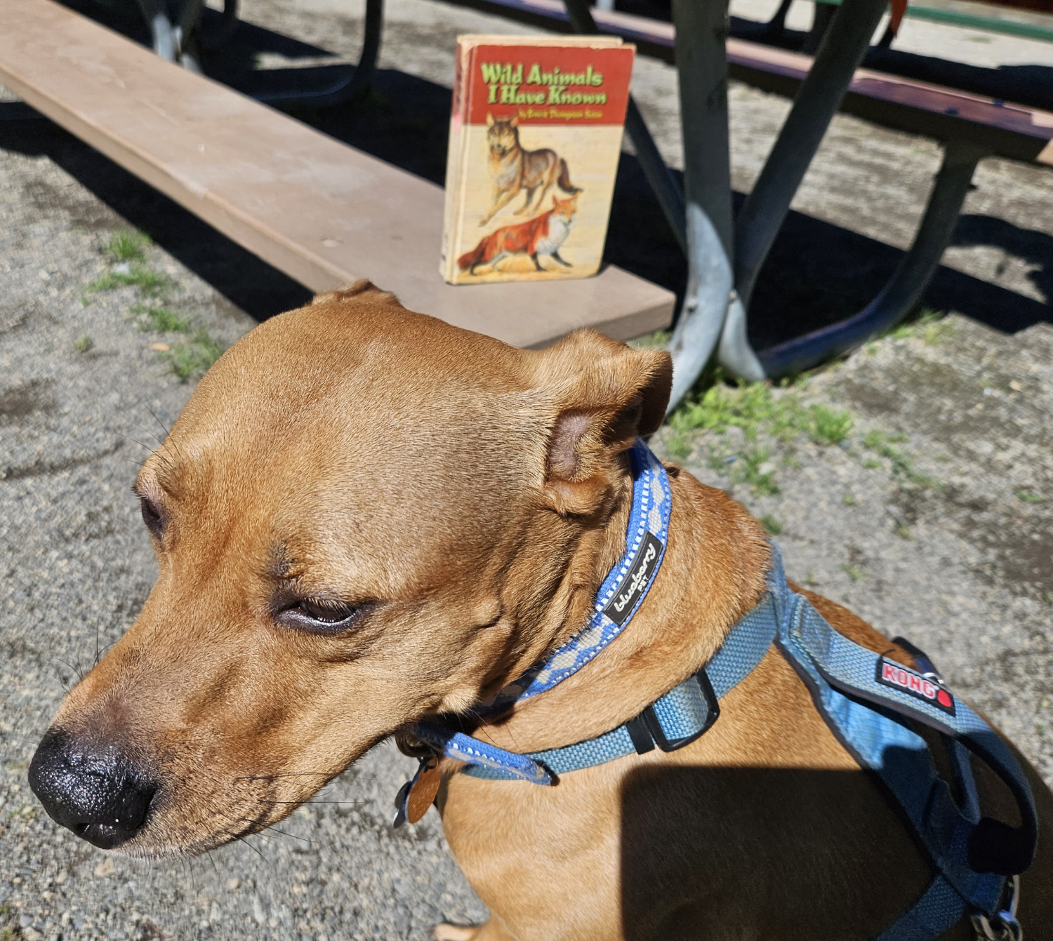 Barley, a dog, glances somewhat meekly over her shoulder in front of a copy of the book "Wild Animals I Have Known."