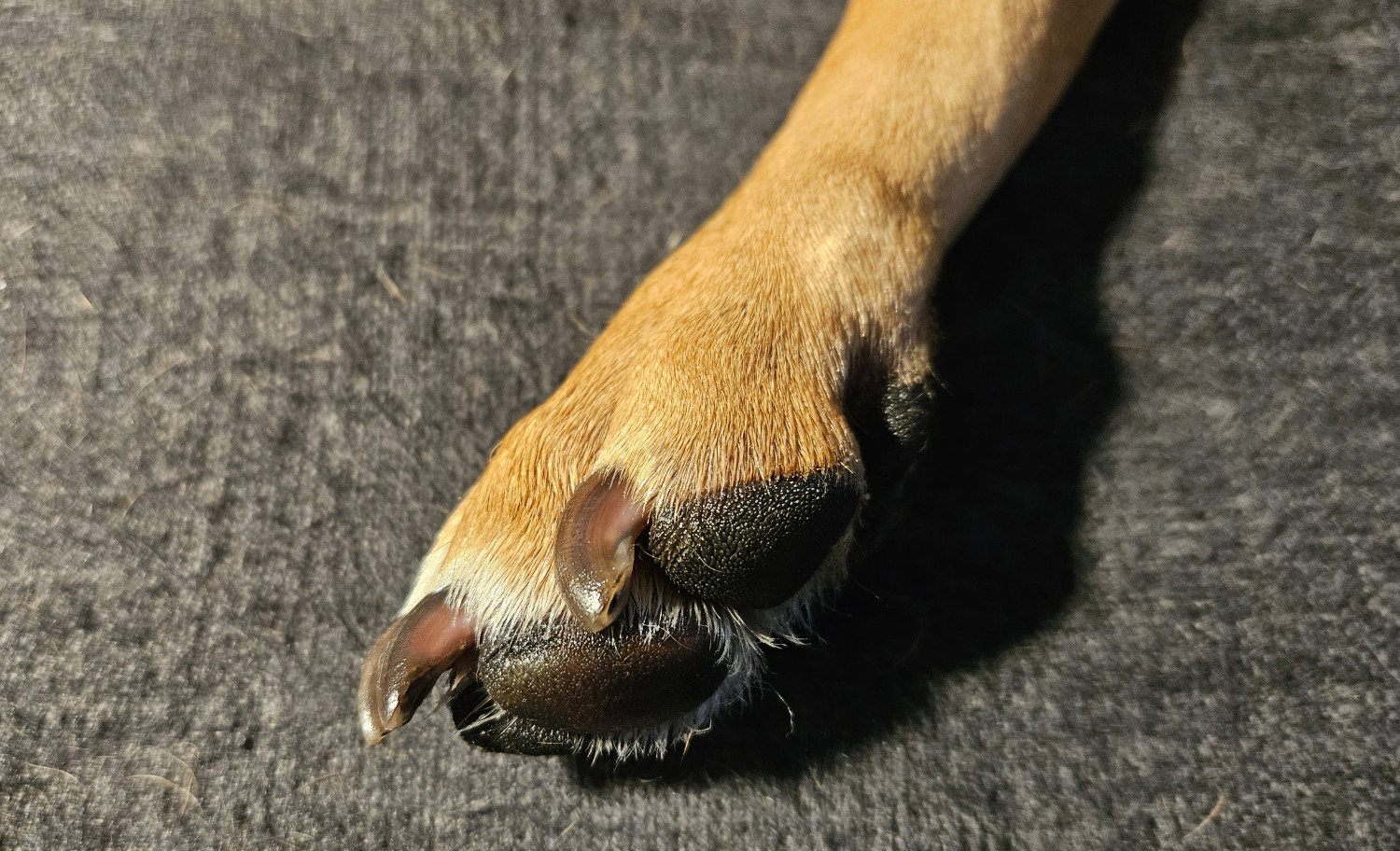 An extreme closeup of one of the front paws of Barley, a dog, with pads and nails seeming to glisten.