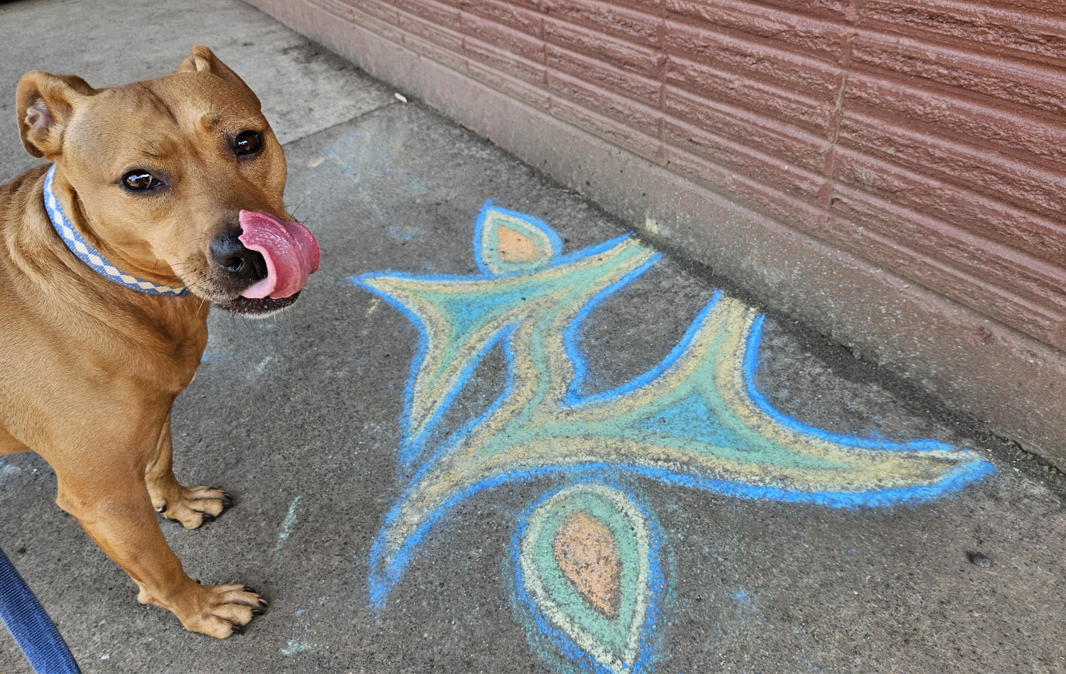 Barley, a dog, gives her nose a big ole' lick as she looks at the camera, while standing over an abstract bit of chalk art.