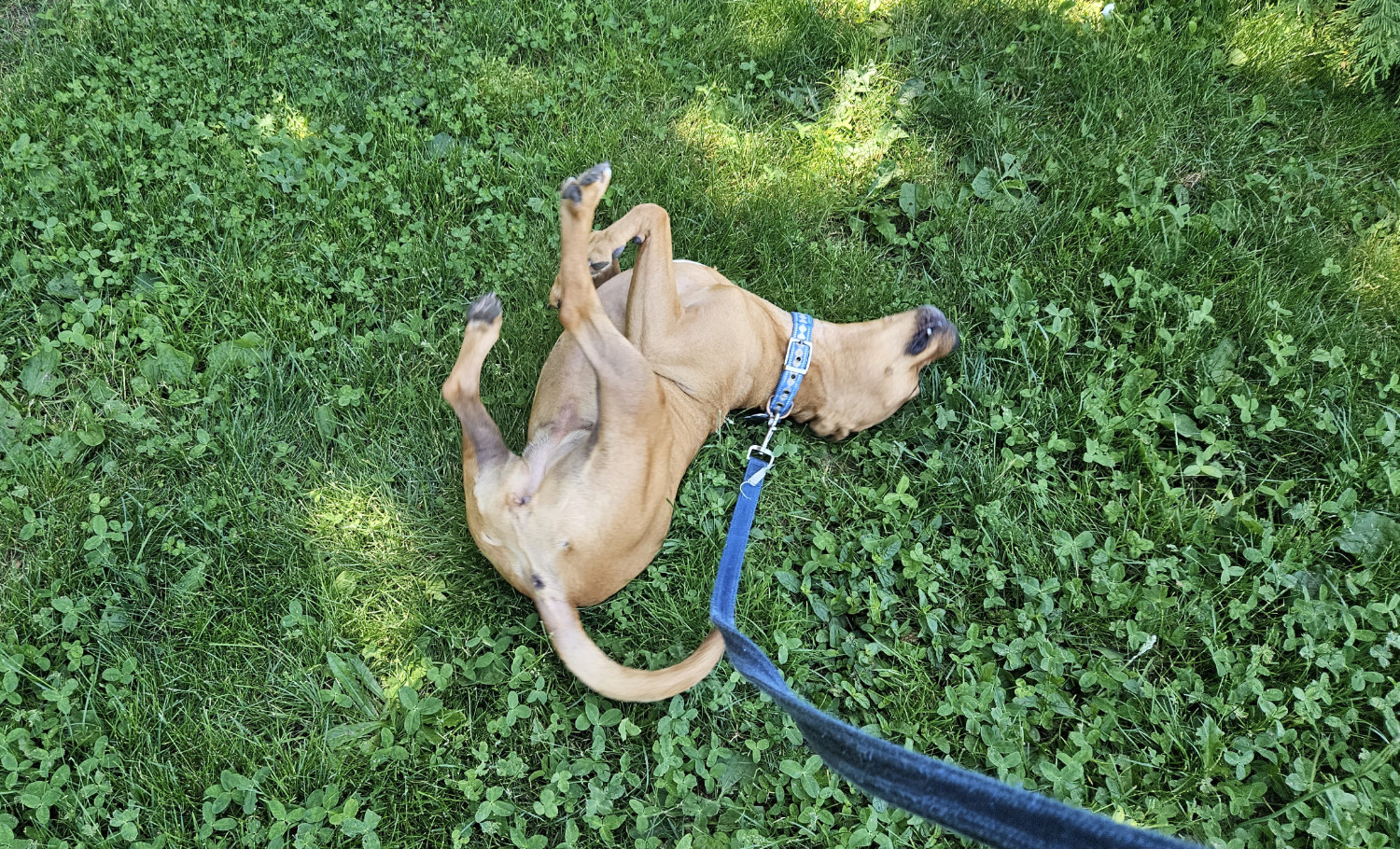 Barley, a dog, wiggles enthusiastically on some cool green grass.