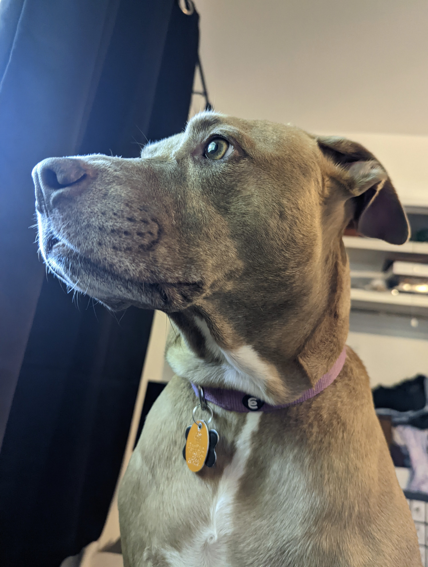 Juniper, a dog, presents a handsome profile as she looks out the window from a room lit with warm yellow light and into a yard lit with bright, pale sunlight.