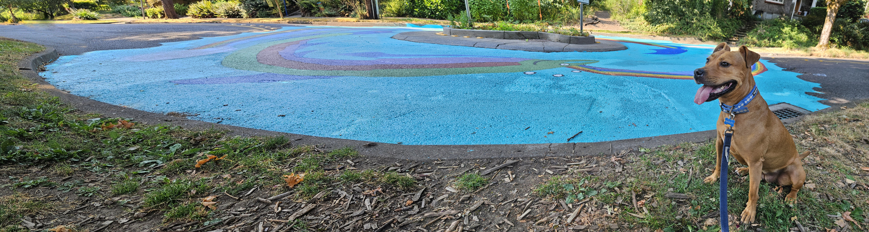 Barley, a dog, is right-of-frame in a panoramic photo of a colorful painted traffic roundabout themed around rainbow salmon.