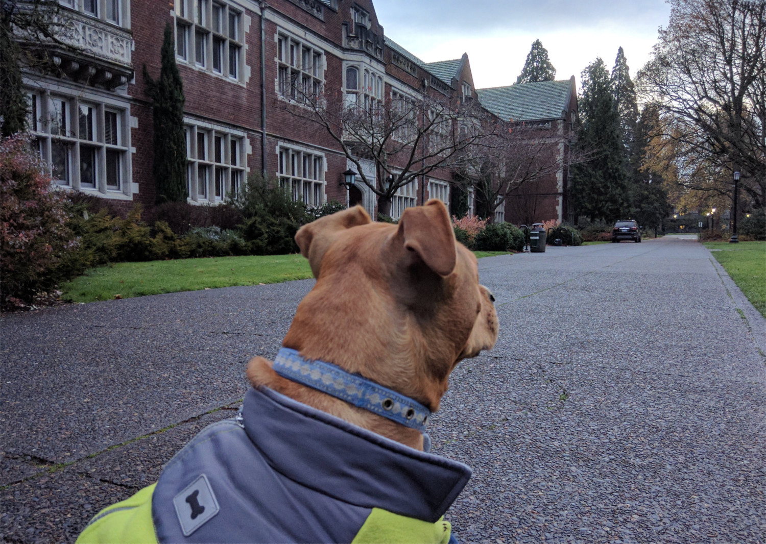 Barley, a dog, examined her surroundings on a cold, dim winter morning.