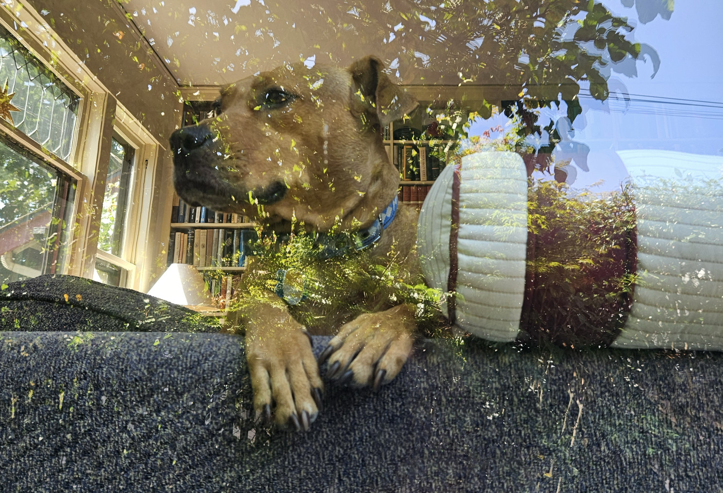 Barley, a dog, peers from a sofa through a window, her face overlaid by the reflections of blue sky and sun-dappled leaves.