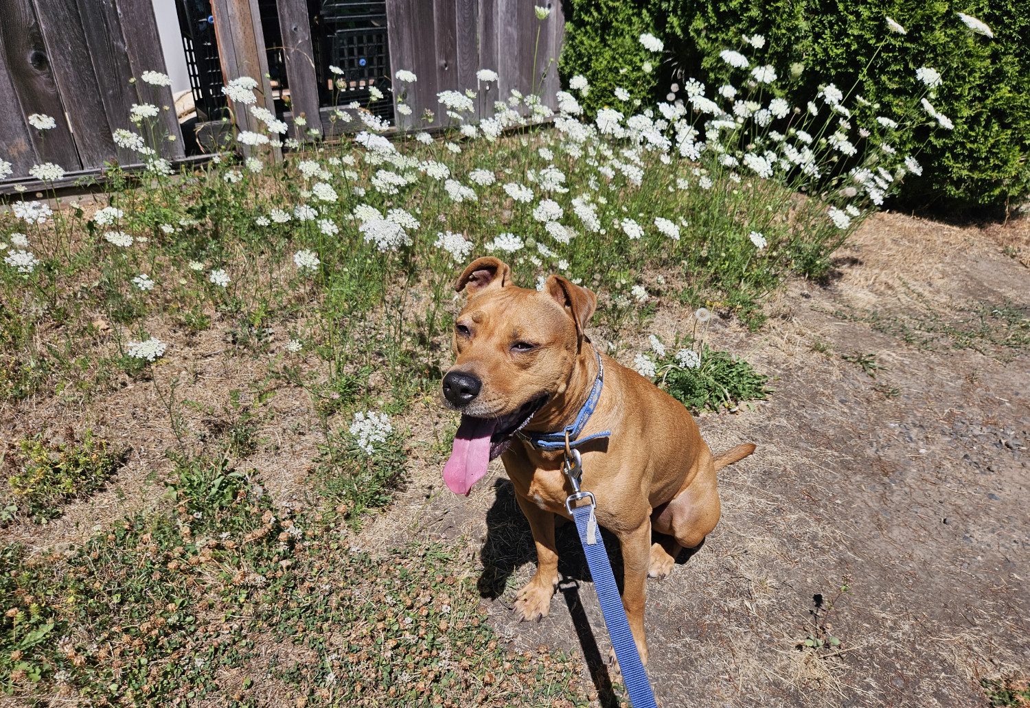 Barley, a dog, sits, squints, and pants in the sun amid a big patch of tall white flowers that bend their heads in the direction of the sunlight.