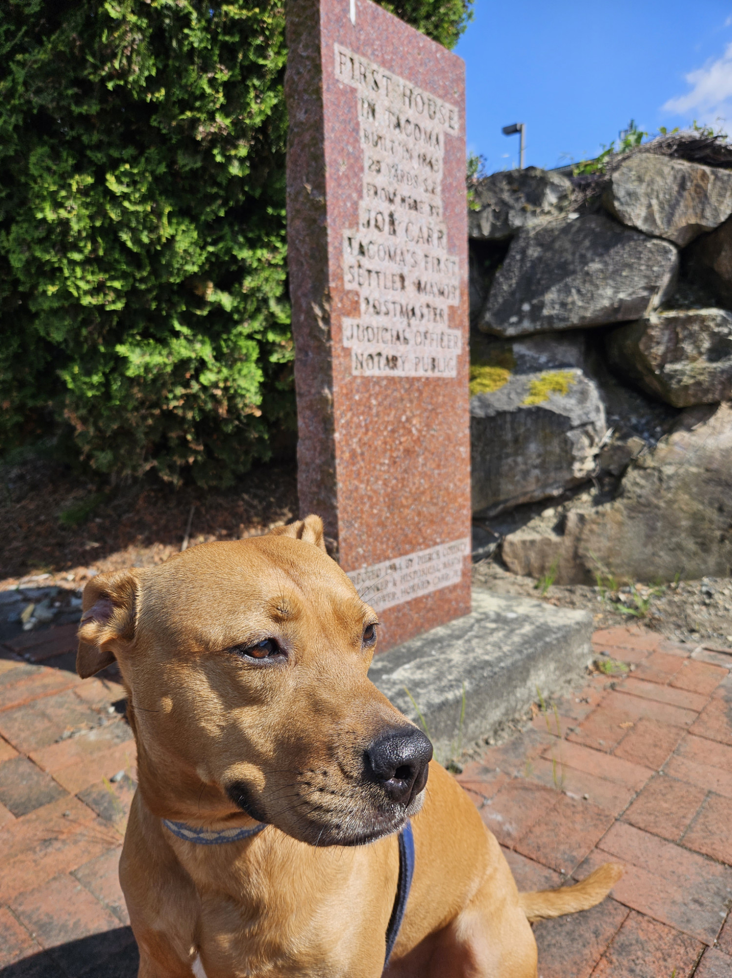 Barley, a dog, stands in front of a monument reading "First house in Tacoma, built in 1865 25 yards from here by Job Carr, Tacoma's first settler, mayor, postmaster, judicial officer, notary public. Erected 1964 by Pierce County Pioneer & Historical Ass'n Endower, Howard Carr Jr."