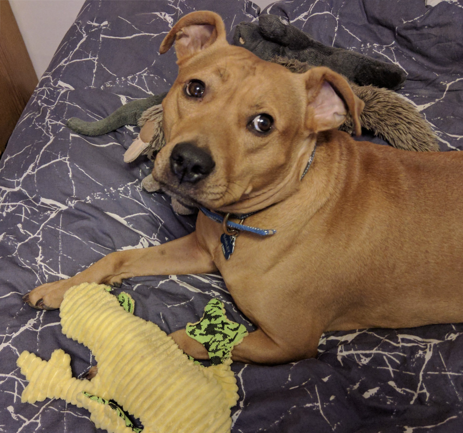 Barley, a dog, looks up at the photographer from the bed she lies atop, surrounded by toys.