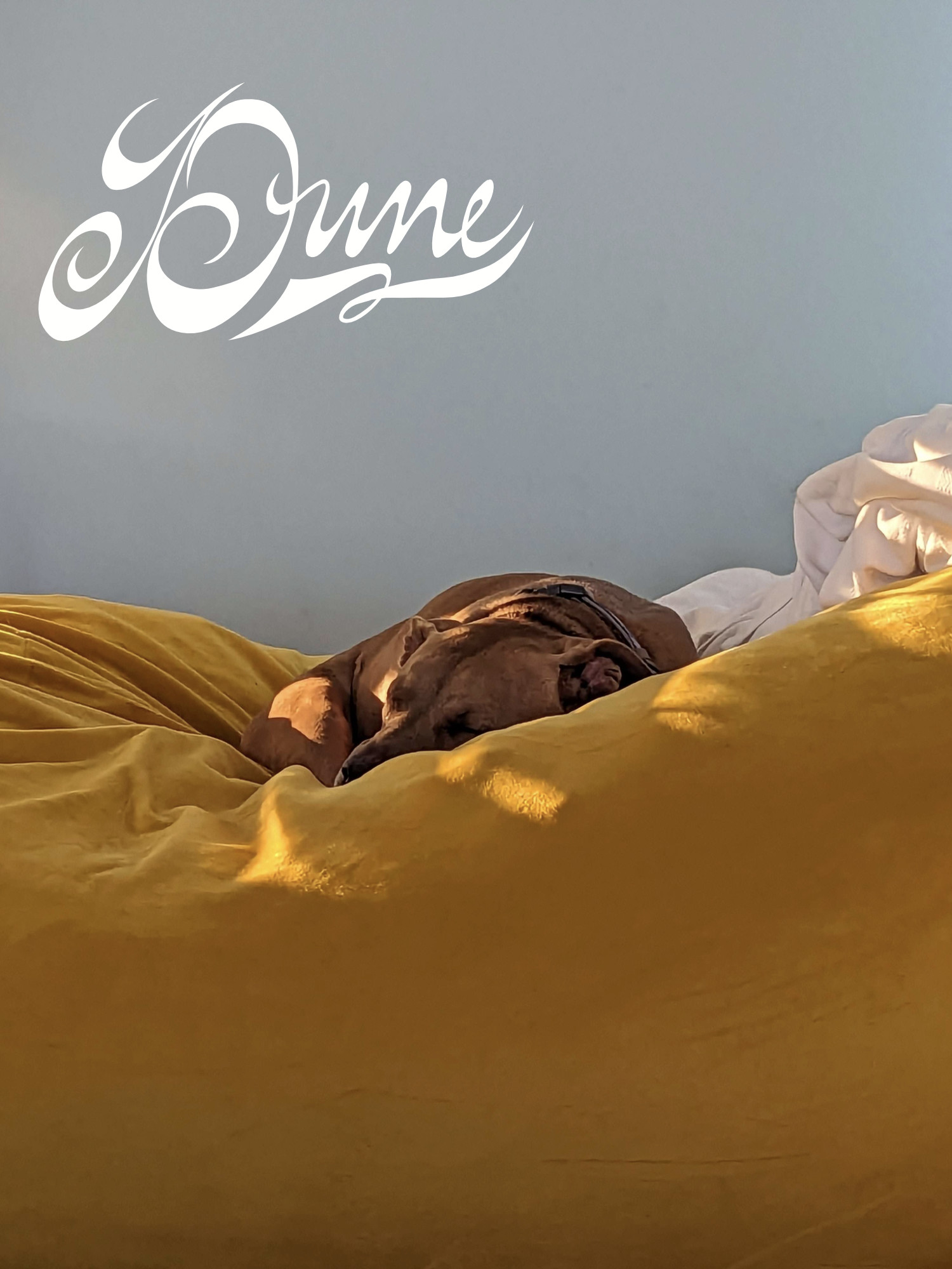 Juniper, a dog, rests on an enormous yellow beanbag in front of a blue wall, reimagined as the cover of Dune (1965).