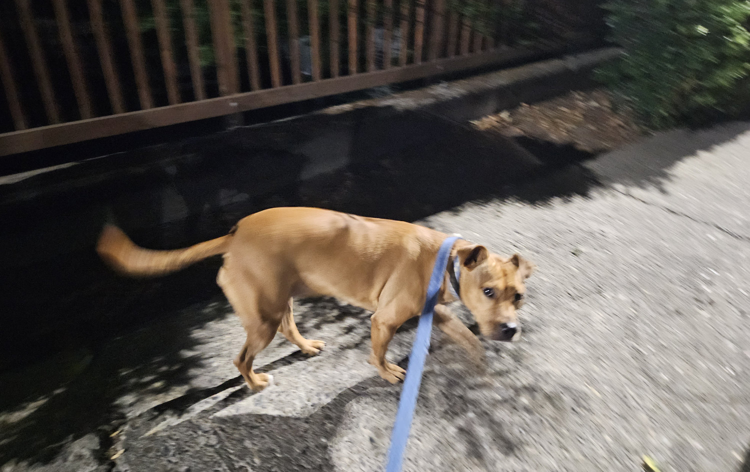 Barley, a dog, is photographed passing quickly through the halo of a bright street light during an otherwise dark night.