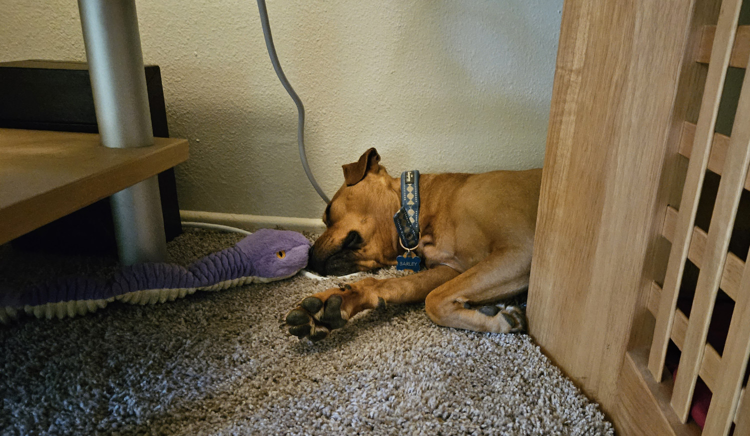 Barley, a dog, sleeps nose-to-nose with a plush snake dog toy.