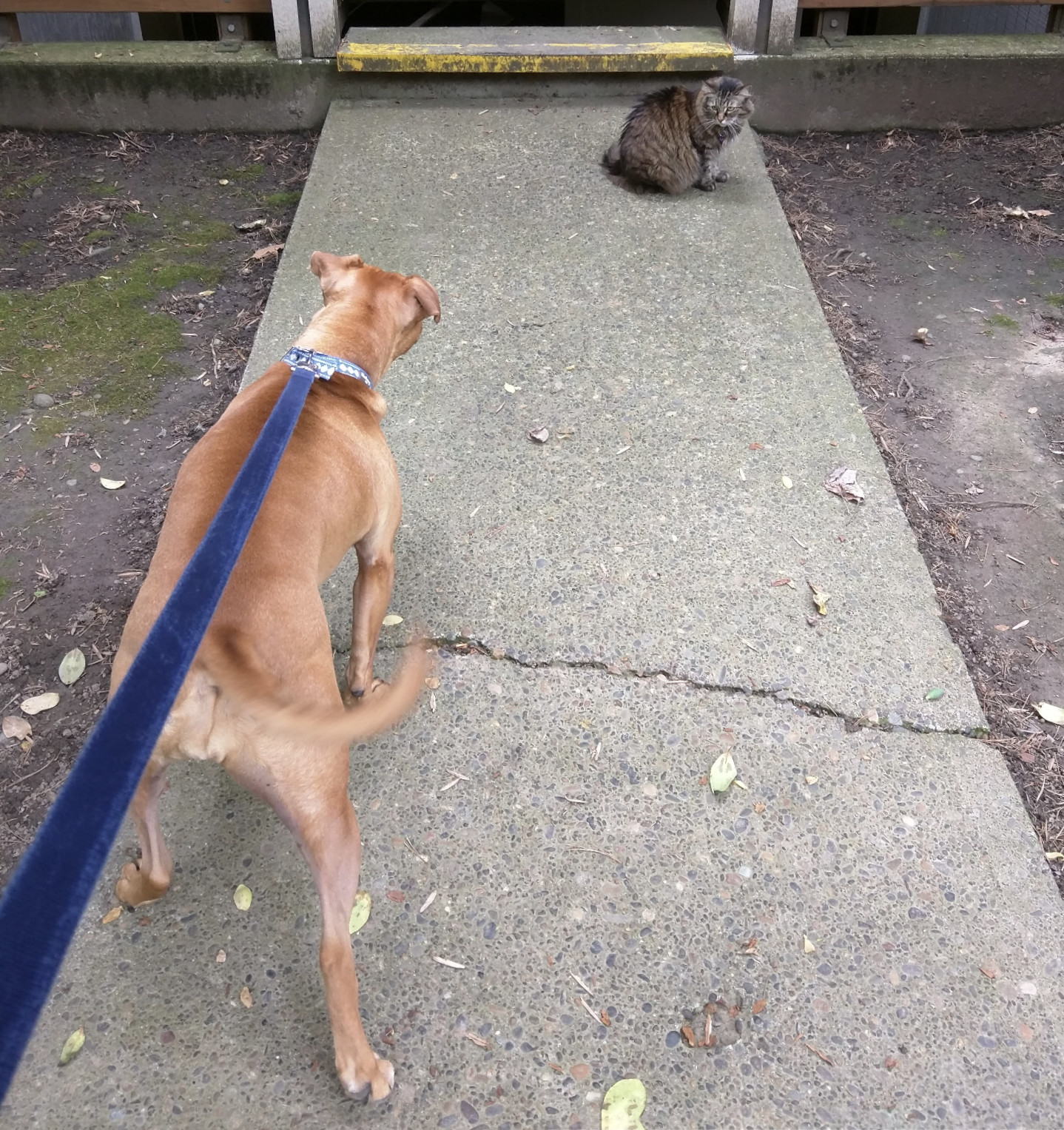 Barley, a dog, pulls hard on her leash to try to get to a cat, who views her with appropriate skepticism.