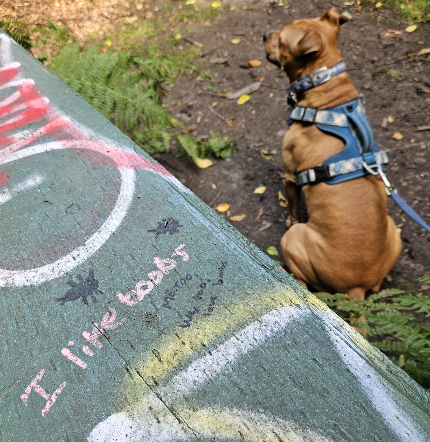 Barley, a dog, is slightly out of focus in the background. In the foreground, the surface of a picnic table upon which a series of commenters have written, "I like boobs," "ME TOO," and "We, too, love boobs."