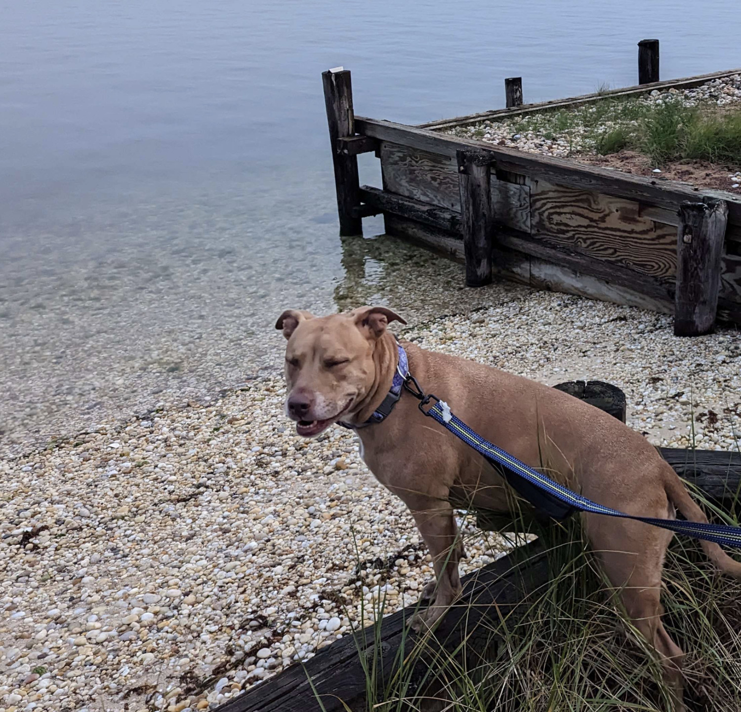 Juniper, a dog, delivers a submissive grin to the camera as she glances away from the rocky beach she overlooks.