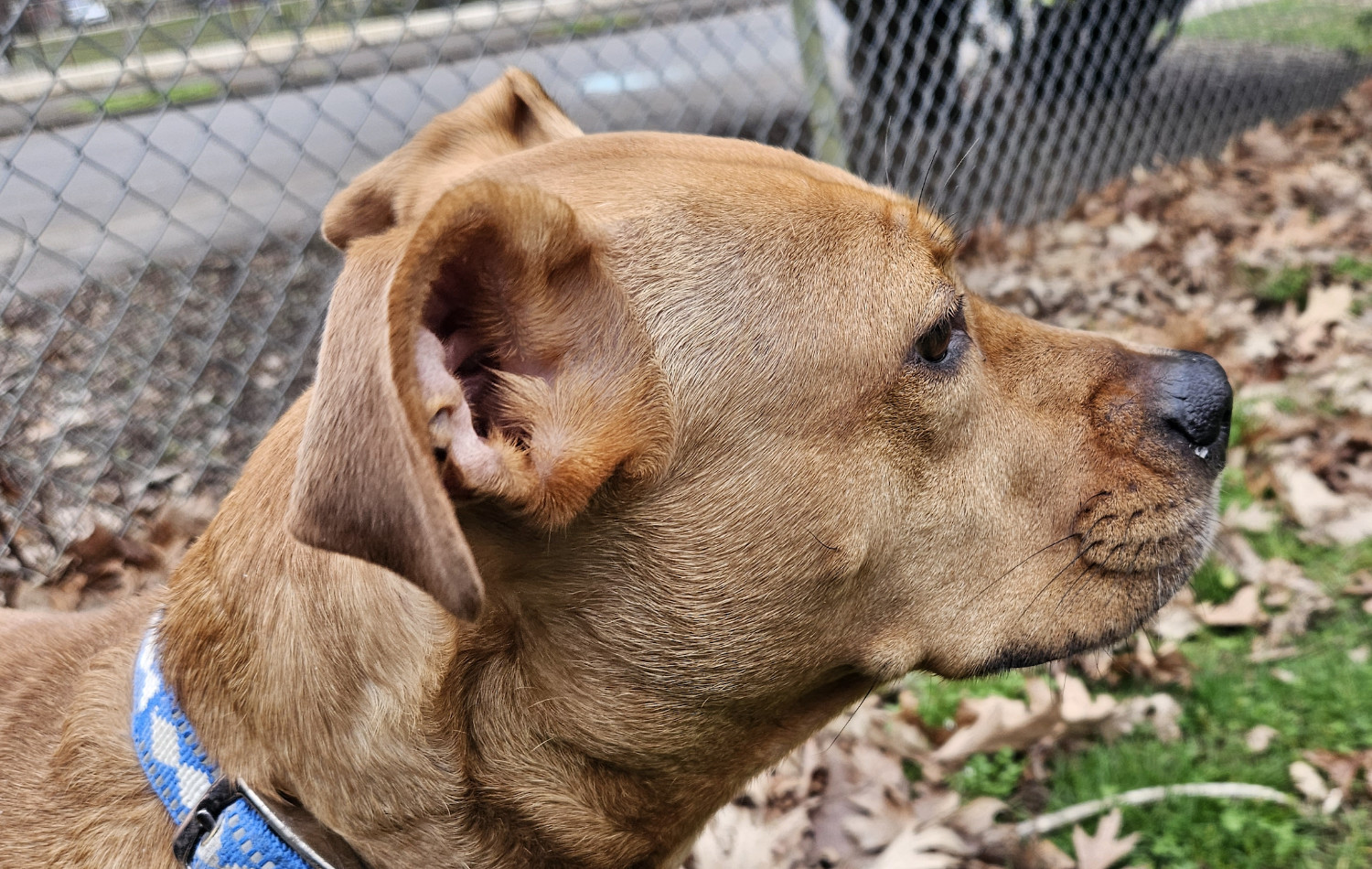 Barley, a dog, is photographed in profile, the flow of her fur clearly visible.