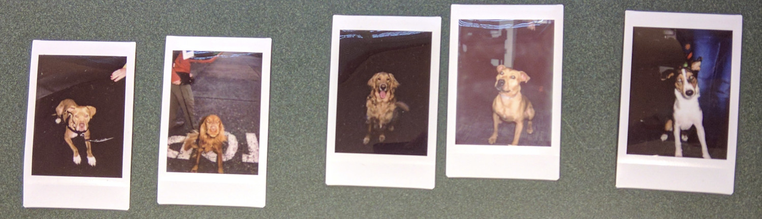 Barley, a dog, is Number 4 in a lineup of Polaroid photos of dogs.