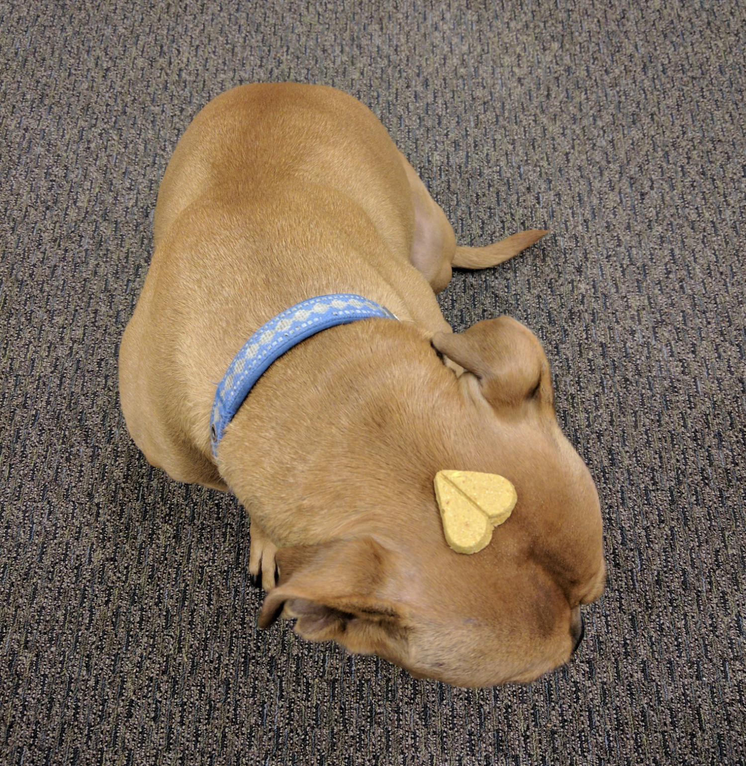 Barley, a dog, patiently waits for permission to do something about the treat balanced on her head.