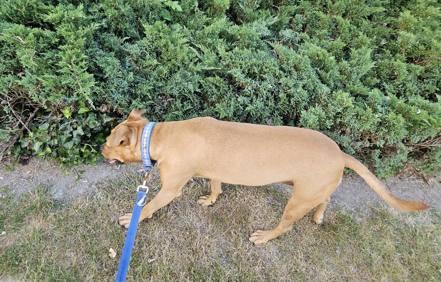 Barley, a dog, sniffs along the transition from patchy grass to dense shrubbery.