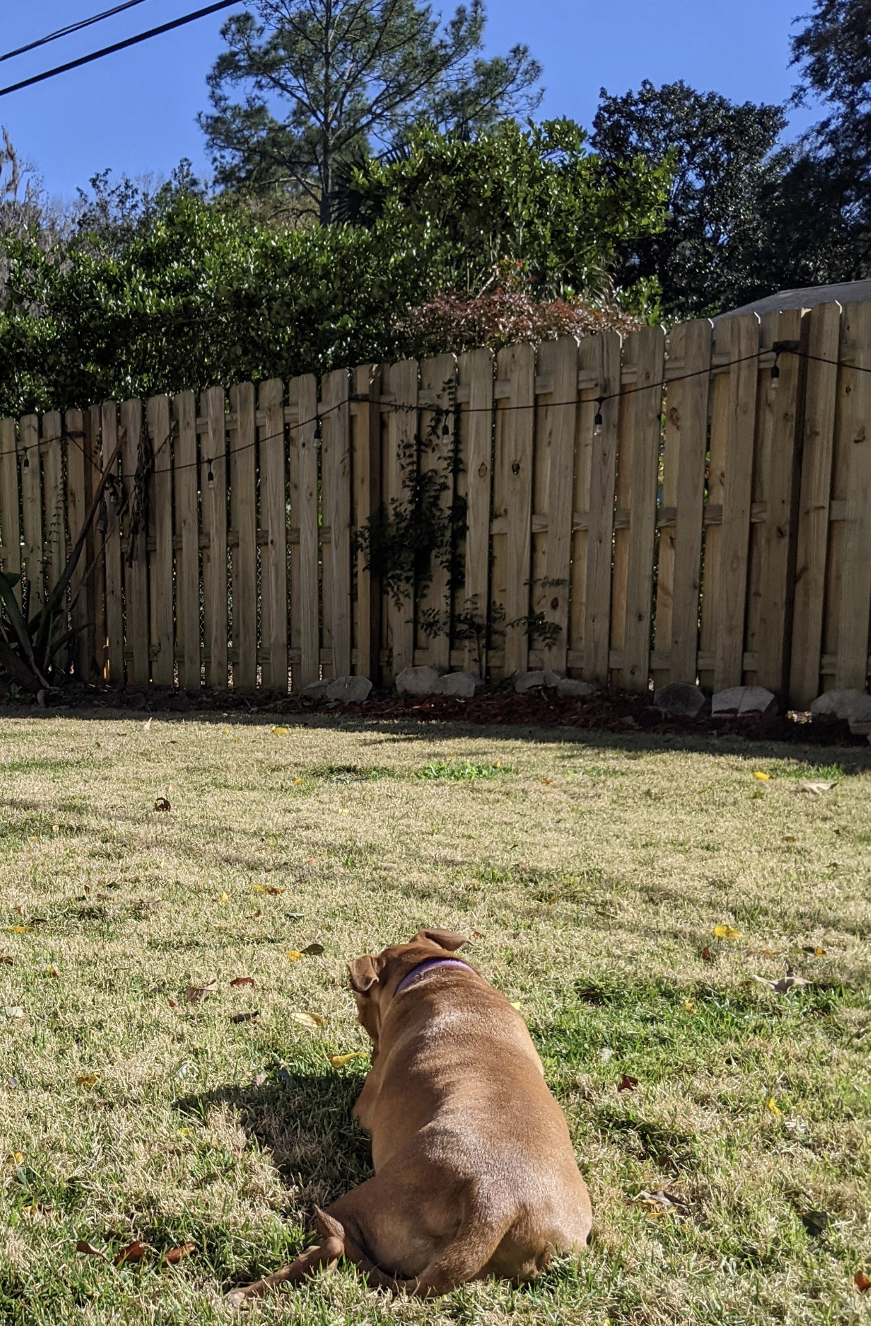 Juniper, a dog, lies in the grass on a dry, 'resting' lawn with her back to the camera, fussing with some small object (a ball) that is hidden from the camera's view.