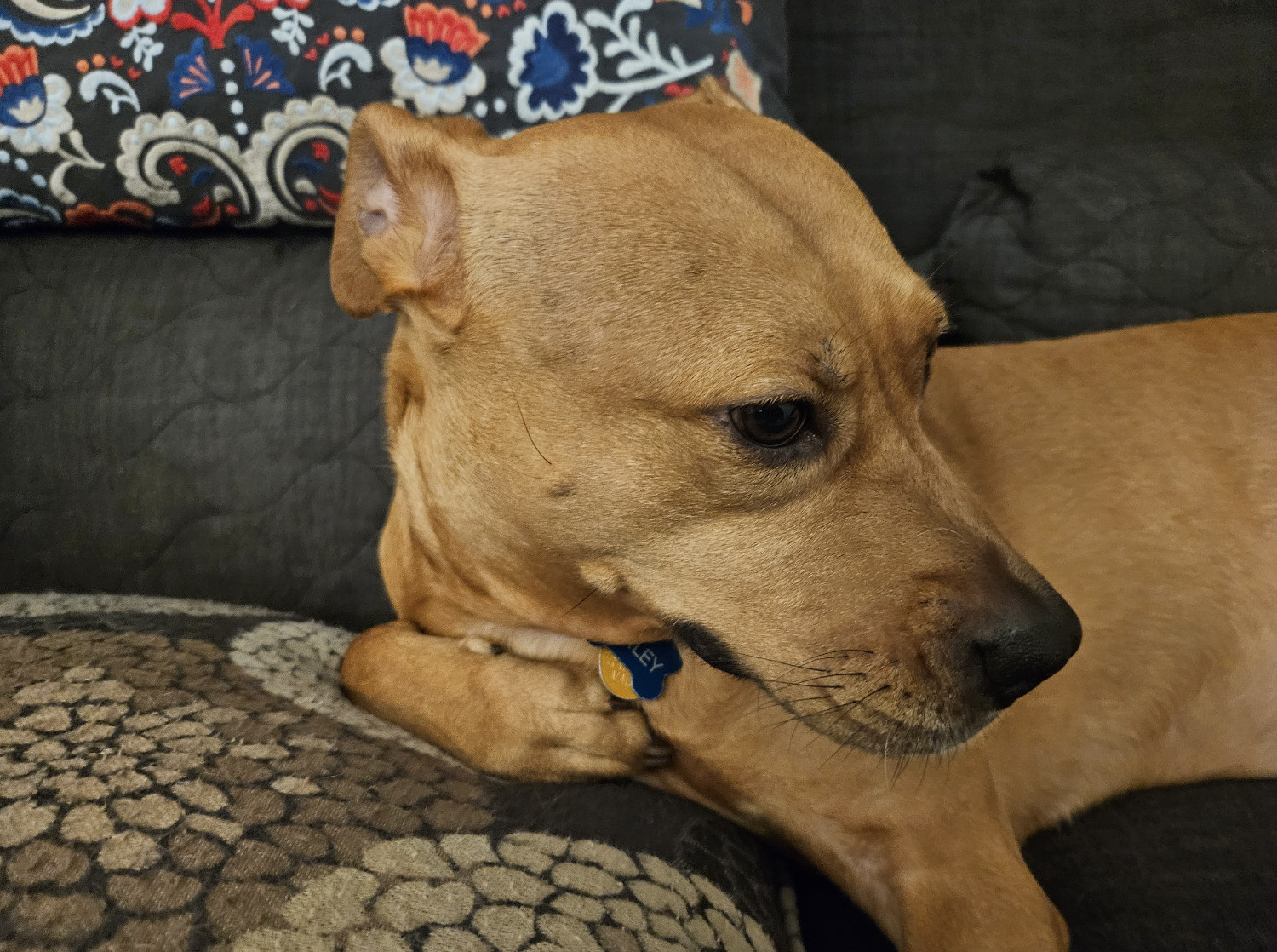 Barley, a dog, turns her head to the left, presumably in order to give everybody's favorite look, Magnum.