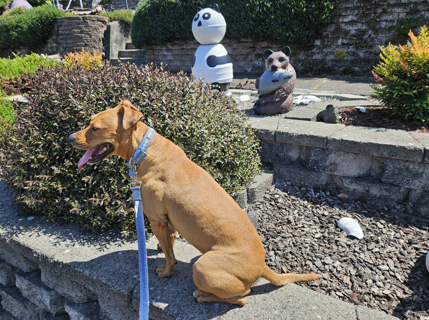 Barley, a dog, sits in front of a painted metal sculpture of a panda and a painted wooden sculpture of a grizzly eating a fish.