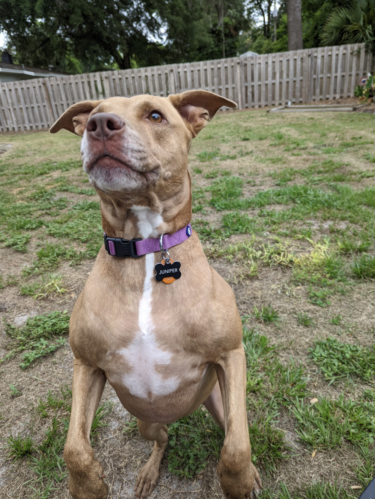 Juniper, a dog, balances on her hind legs as she watches to see whether a tennis ball offscreen will be thrown up or out into the yard behind her.