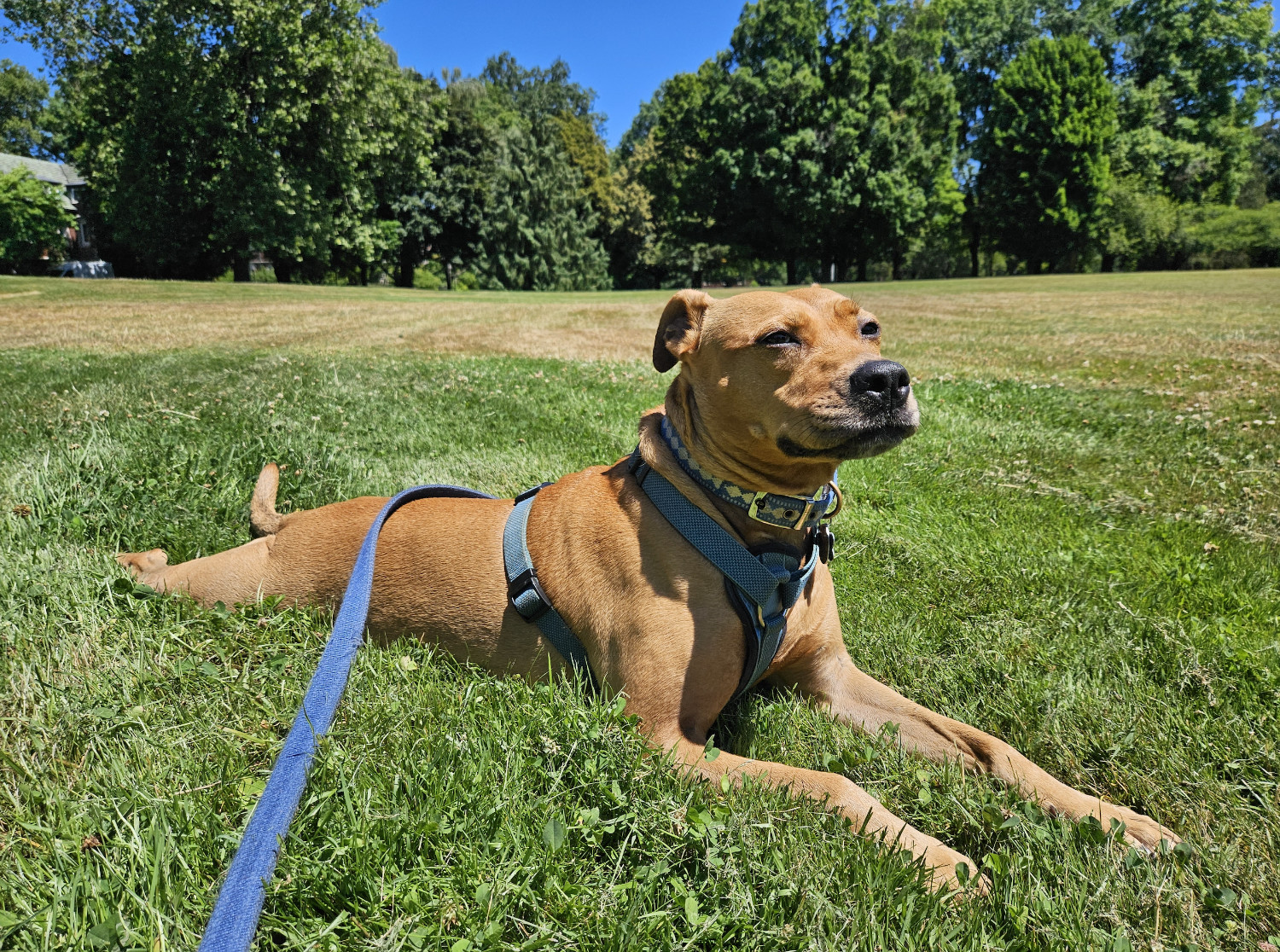 Barley, a dog, sploots contentedly on a vast expanse of grass, lit from directly overhead by a cloudless sky.