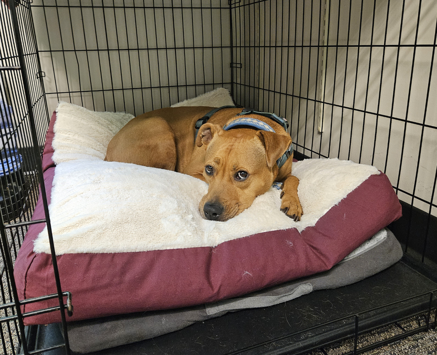 Barley, a dog, is curled up atop a very lofty dog bed on top of a second dog bed.