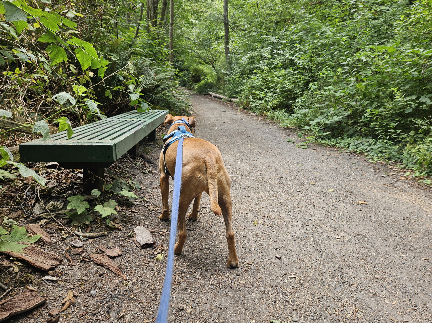 Barley, a dog, stands beside a wooden bench, painted green, beside a gravel path that has dense greenery encroaching upon it from all sides.