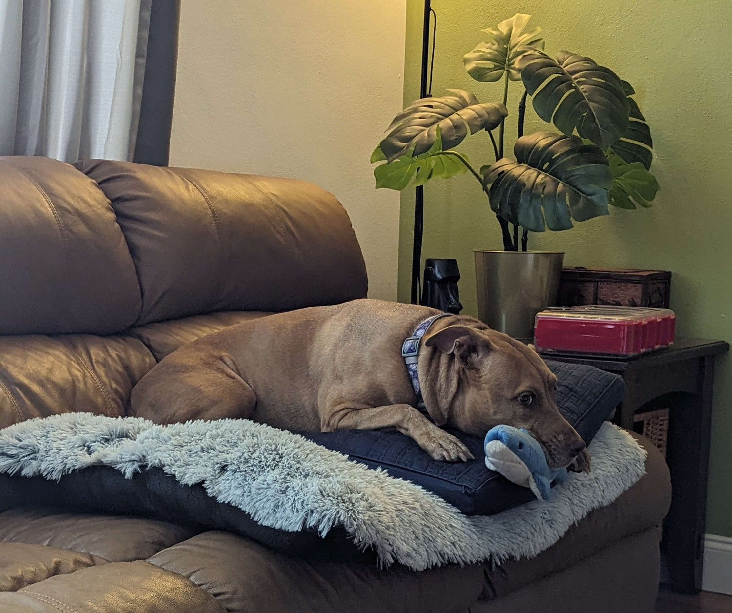 Juniper, a dog, rests atop a plush shark tow, atop a pillow, atop a dog bed, atop a sofa.