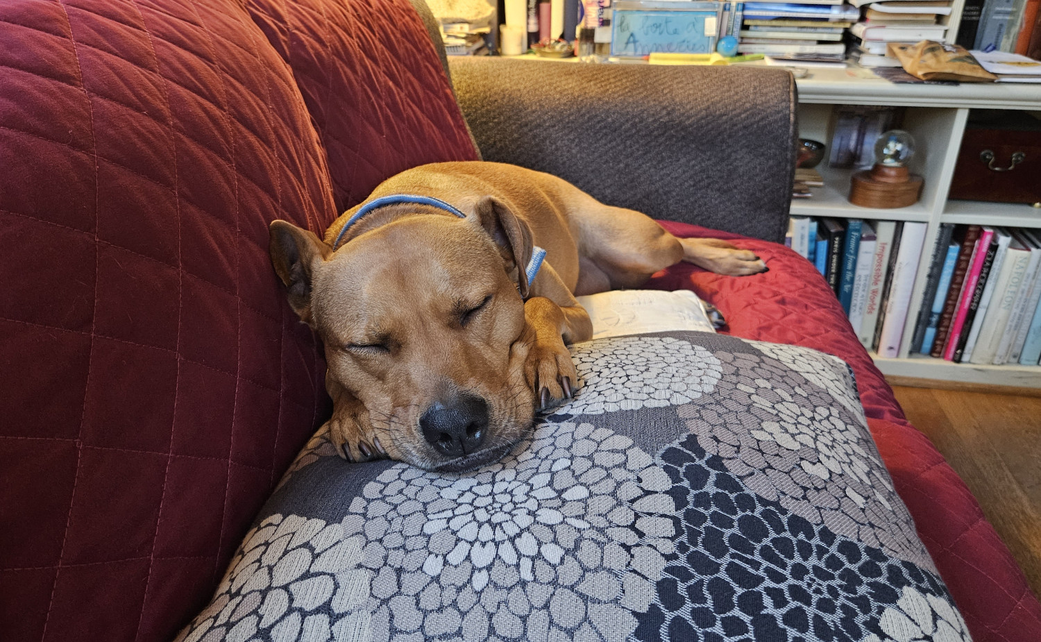 Barley, a dog, rests her head on her paws on the edge of a big pillow, with her elbows and chest supported by a second, shorter pillow, and her body below the waist on the remaining extent of the sofa.