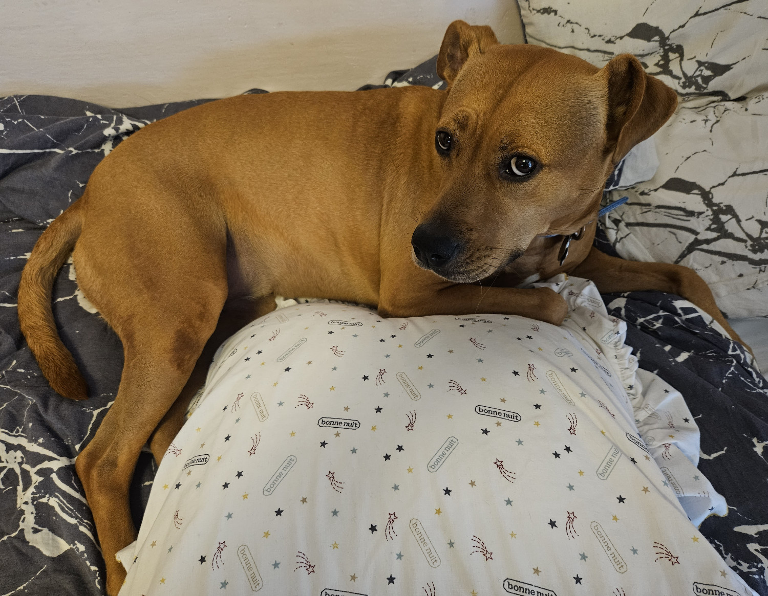 Barley, a dog, raises her head from her dedicated pillow, which is repeatedly emblazoned with "bonne nuit".