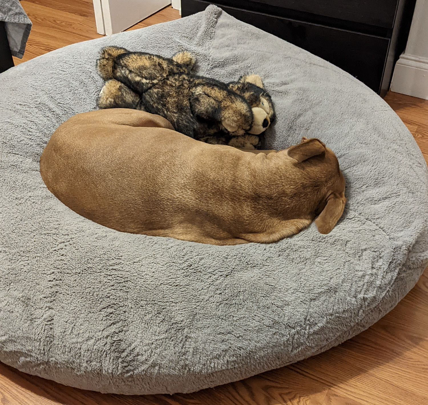 Juniper, a dog, sleeps in a snuggly loaf atop her comically large and soft dog bed, in the company of her beloved plush toy named Husky.