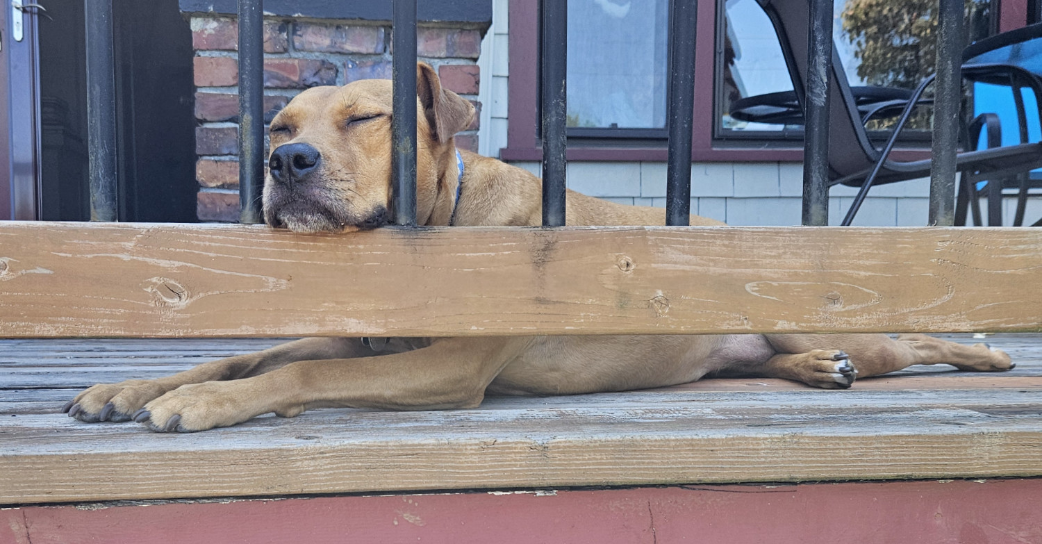 Barley, a dog, lies on a raised deck and rests her head on its railing, giving the impression that she's behind bars.